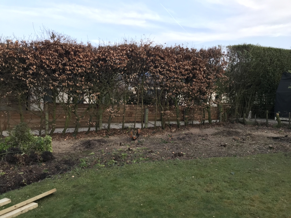 Garden with hedge and borders being improved