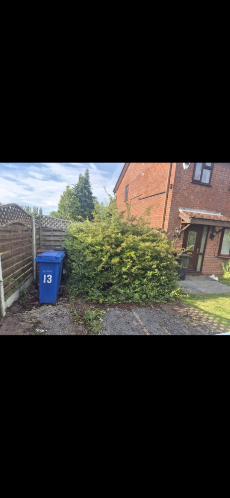 Large shrub beside a home before maintenance