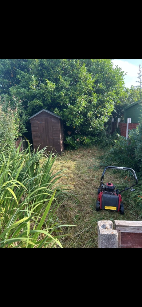 Overgrown lawn and planting around a garden shed